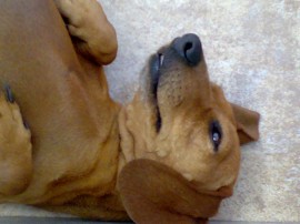 Canela
